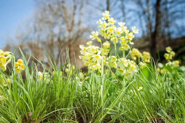 Primavera cappuccio prato, Primula elatior — Foto Stock