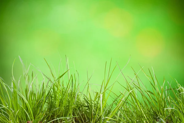 Sheets of lush grass on natural background — Stock Photo, Image