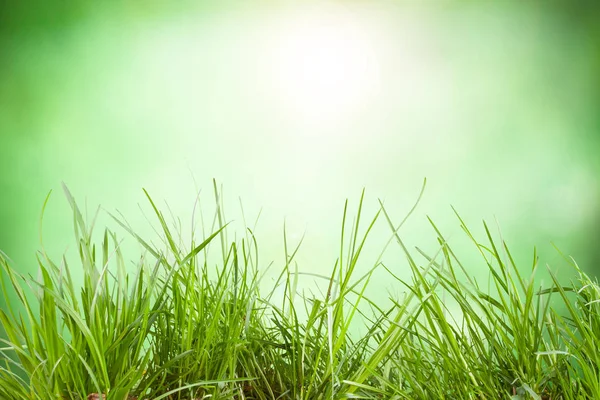 Feuilles d'herbe luxuriante sur fond naturel — Photo