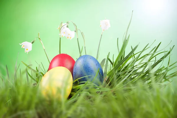 イースターの着色された草の中の卵 — ストック写真