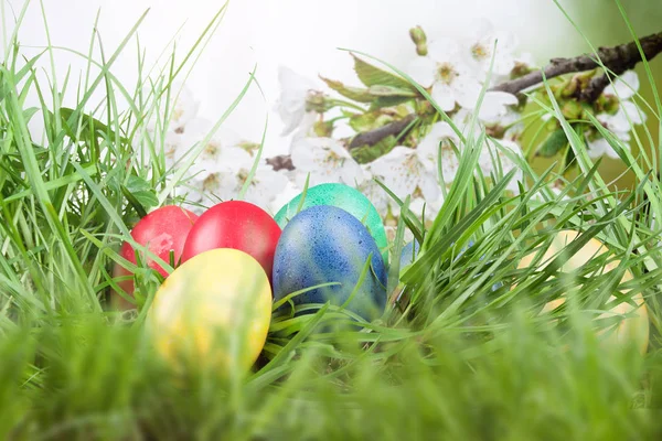 Easter colored eggs in the grass — Stock Photo, Image