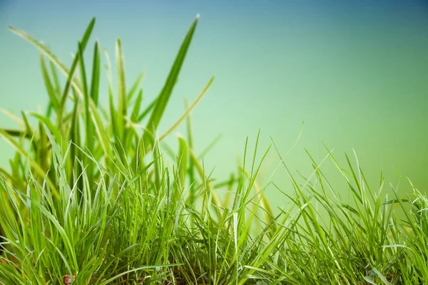 Feuilles d'herbe luxuriante sur fond naturel — Photo