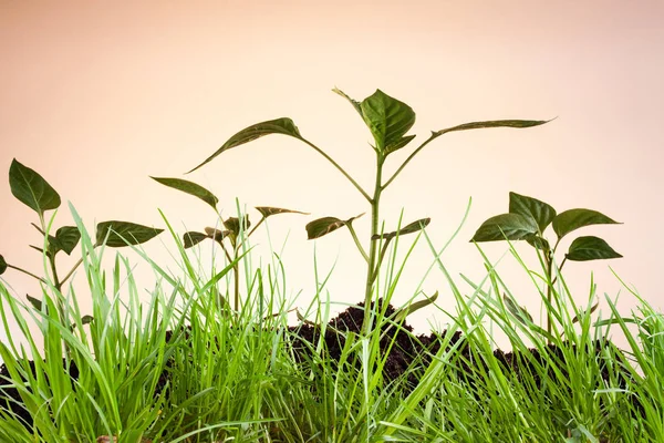 Małe rośliny papryki w trawie — Zdjęcie stockowe