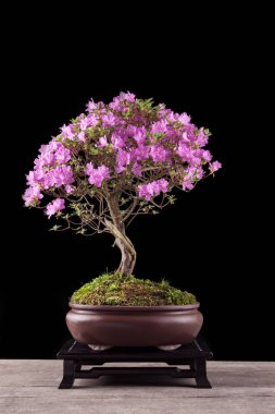 Bonsai Azalea japonica siyah bir zemin üzerine