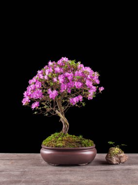 Bonsai Azalea japonica siyah bir zemin üzerine