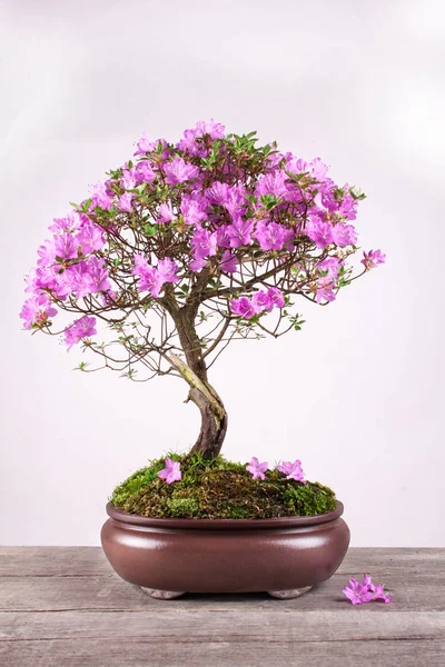 Bonsai Azalea japonica pada latar belakang hitam — Stok Foto