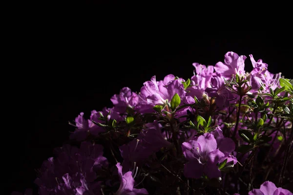 黒の背景に盆栽ツツジ スギ — ストック写真