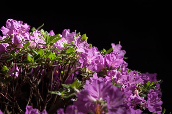 Bonsai Azalee Japonica auf schwarzem Hintergrund — Stockfoto