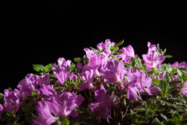 Bonsai Azalea japonica op een zwarte achtergrond — Stockfoto