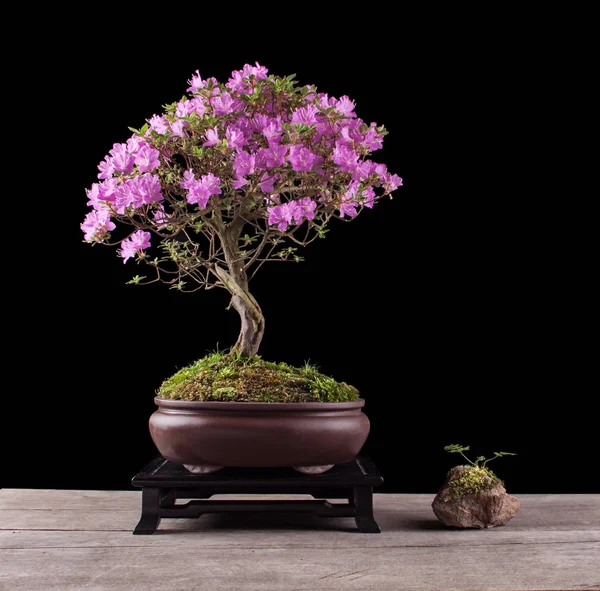 Bonsai Azalea japonica op een zwarte achtergrond — Stockfoto