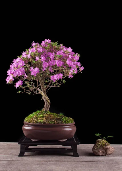 Bonsai Azalea japonica sobre um fundo preto — Fotografia de Stock