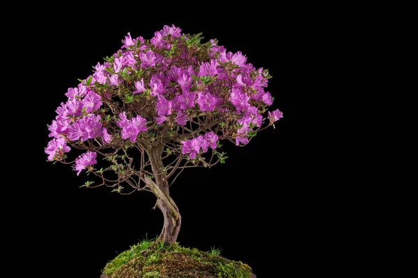 Bonsai Azalea japonica on a black background — Stock Photo, Image