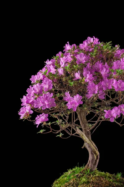 Bonsai Azalea japonica sobre fondo negro — Foto de Stock