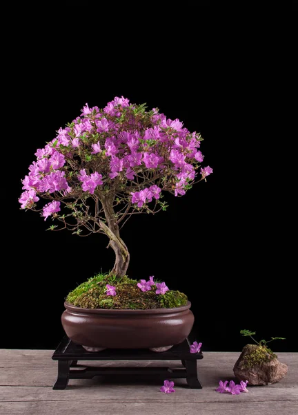 Bonsai Azalea japonica on a black background — Stock Photo, Image