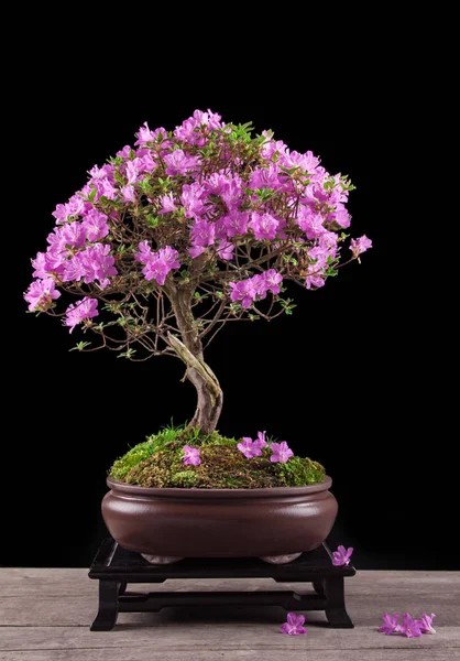 Bonsai Azalea japonica sobre um fundo preto — Fotografia de Stock