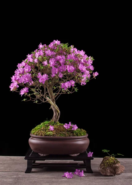 Bonsai Azalea japonica on a black background — Stock Photo, Image