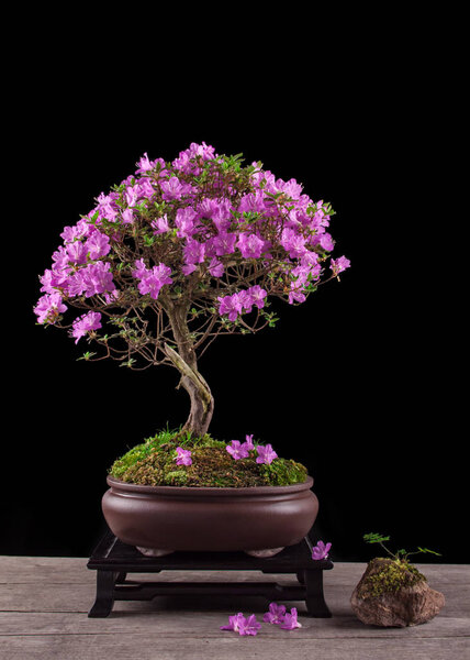 Bonsai Azalea japonica on a black background