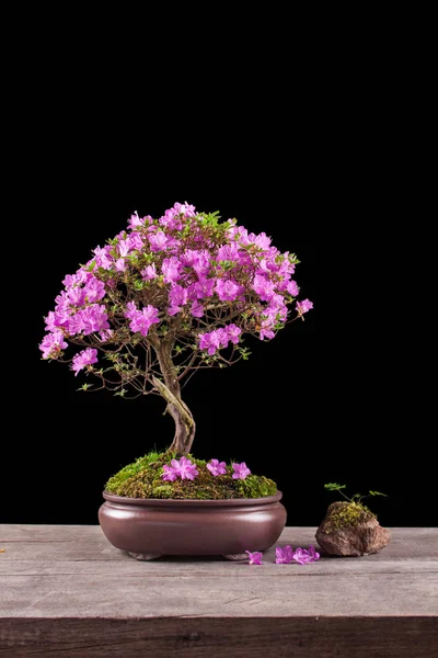 Azalea japonica bonsaje na černém pozadí — Stock fotografie