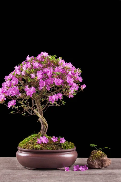 Bonsai Azalea japonica sobre um fundo preto — Fotografia de Stock