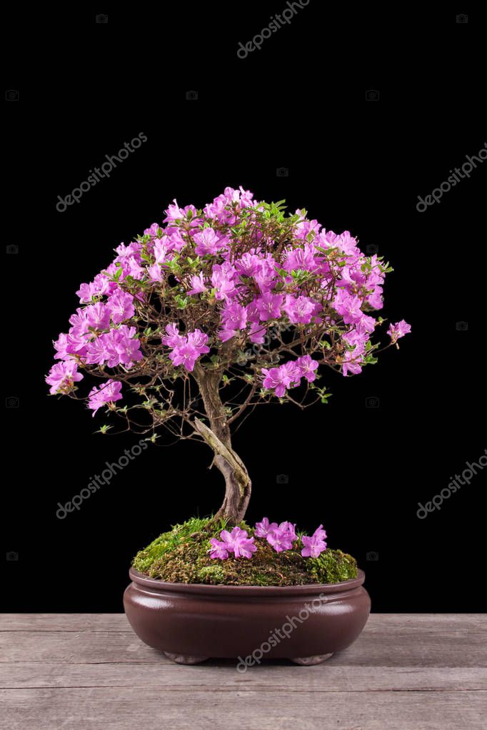 Bonsai Azalea japonica sobre fondo negro 2023