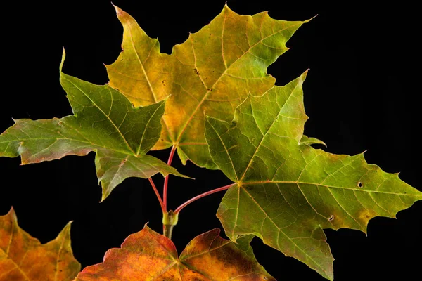 Дерев'яний лист автономний клен, Acer platanoides — стокове фото