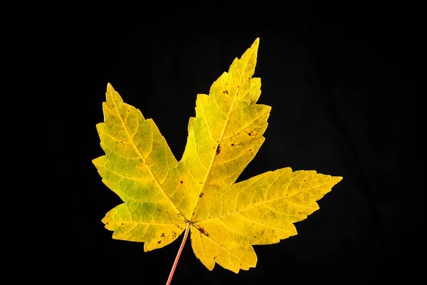 Arce otoñal de hoja de árbol, Acer platanoides — Foto de Stock