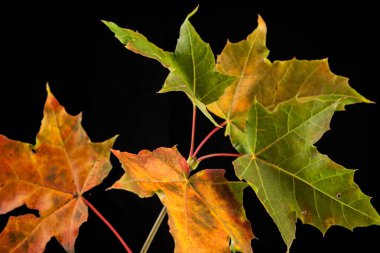 ağaç yaprak sonbahar akçaağaç, Acer platanoides