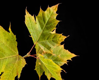 ağaç yaprak sonbahar akçaağaç, Acer platanoides
