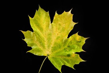 ağaç yaprak sonbahar akçaağaç, Acer platanoides