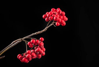 sonbahar renklendirici ve vinç meyve. Sorbus aucuparia