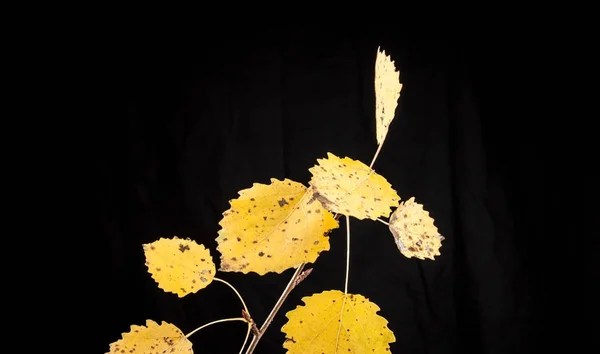 Sonbahar Boyama kavak yaprağı. Populus tremula — Stok fotoğraf