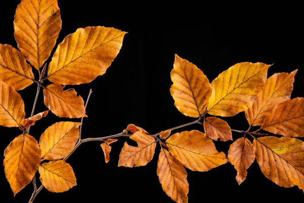 Осенняя окраска листьев бука на черном фоне — стоковое фото
