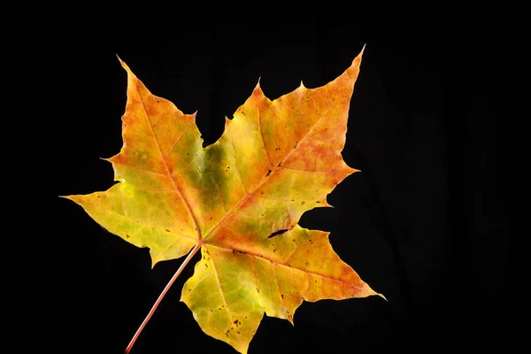 Arce otoñal de hoja de árbol, Acer platanoides — Foto de Stock