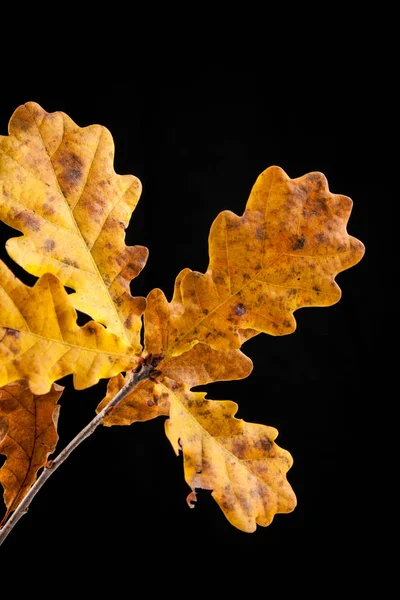 Blatt der Herbsteiche, Quercus robu — Stockfoto