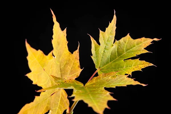 Arce otoñal de hoja de árbol, Acer platanoides — Foto de Stock