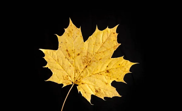 Tree leaf autumnal maple, Acer platanoides — Stock Photo, Image