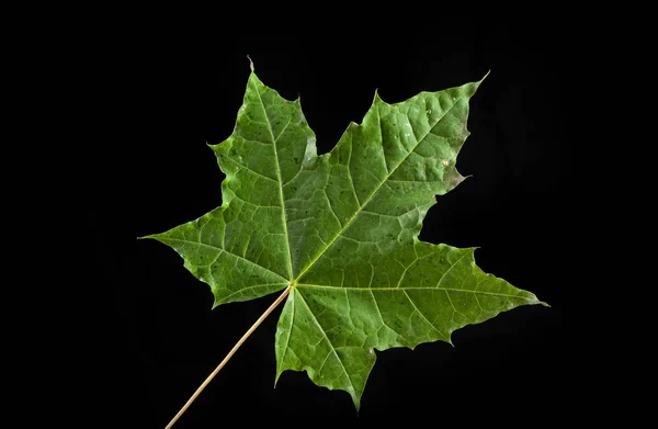 Baumblatt Herbstahorn, acer platanoides — Stockfoto