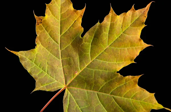 Tree leaf autumnal maple, Acer platanoides — Stock Photo, Image