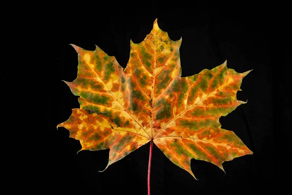 Drzewo liść jesienny klon, klon zwyczajny — Zdjęcie stockowe