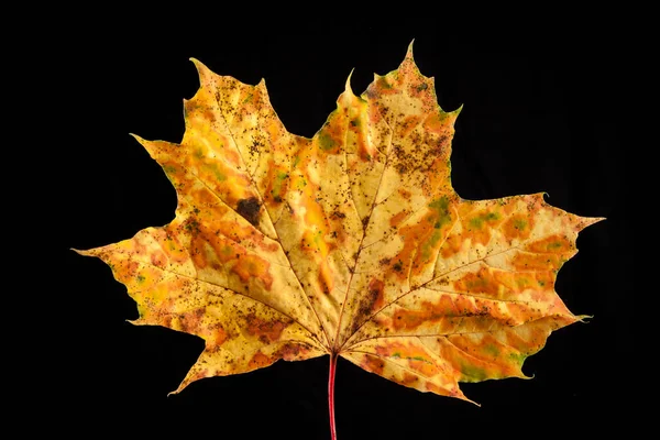 Tree leaf autumnal maple, Acer platanoides — Stock Photo, Image