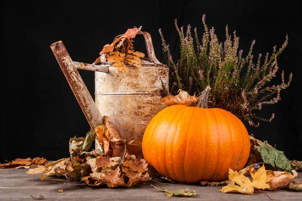 Halloween tök egy fekete háttér — Stock Fotó