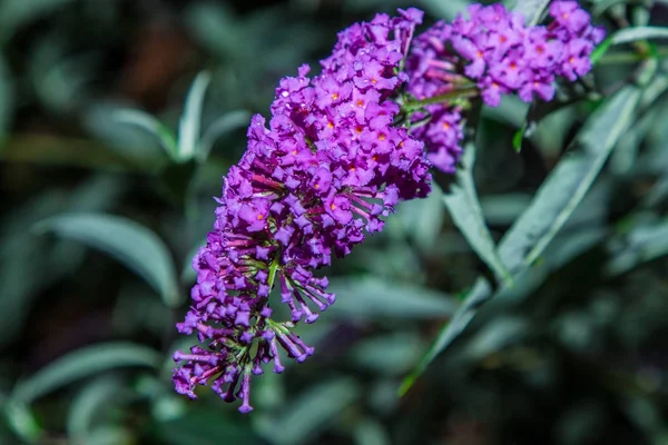 Cespuglio di farfalle, Buddleia davidii in giardino — Foto Stock