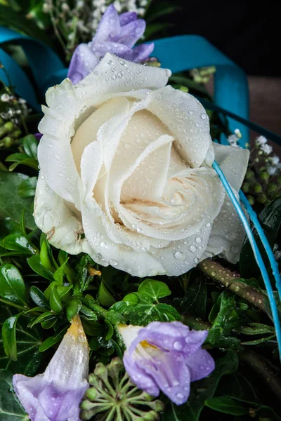 Flor Orvalho Rosas — Fotografia de Stock