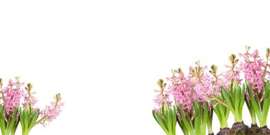 Poster, bahar çiçekleri, çim beyaz zemin üzerine sümbül