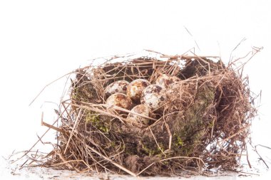 Beyaz arka planda bir yuvada bıldırcın yumurtası