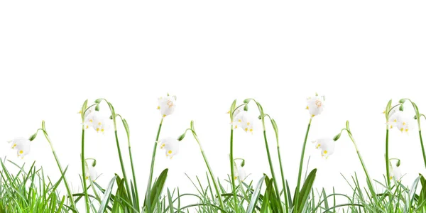 Poszter Tavaszi Hópehely Fűben Egy Fehér Háttér — Stock Fotó