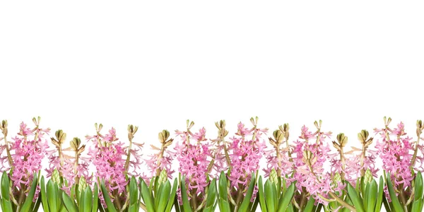 Plakát Jarní Květiny Hyacinthus Trávě Bílém Pozadí — Stock fotografie