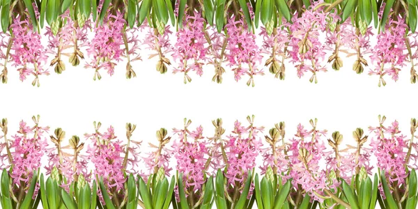 Poster Bahar Çiçekleri Çim Beyaz Zemin Üzerine Sümbül — Stok fotoğraf