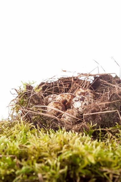 Quail Eggs Nest — Stock Photo, Image