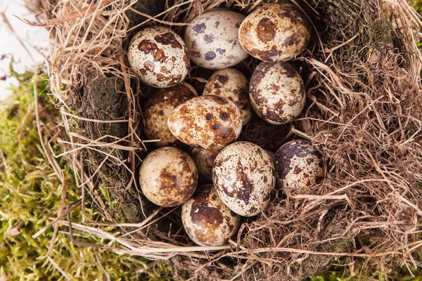 Wachteleier Einem Nest Auf Weißem Hintergrund — Stockfoto